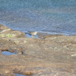 Tringa brevipes at North Tura Coastal Reserve - 16 Jan 2018 07:57 AM
