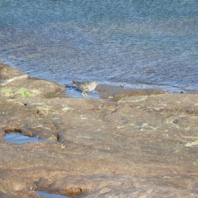 Tringa brevipes (Grey-tailed Tattler) at Tura Beach, NSW - 16 Jan 2018 by SteveHepburn