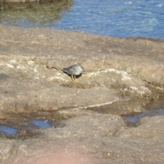 Tringa brevipes at North Tura Coastal Reserve - 16 Jan 2018