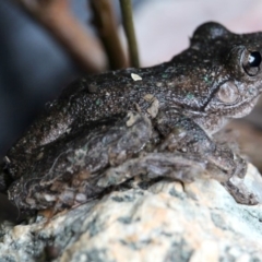 Litoria peronii (Peron's Tree Frog, Emerald Spotted Tree Frog) at Gundaroo, NSW - 23 Jan 2018 by Maartje Sevenster