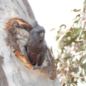 Callocephalon fimbriatum at Deakin, ACT - suppressed