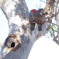 Callocephalon fimbriatum (Gang-gang Cockatoo) at Deakin, ACT - 15 Jan 2018 by JackyF