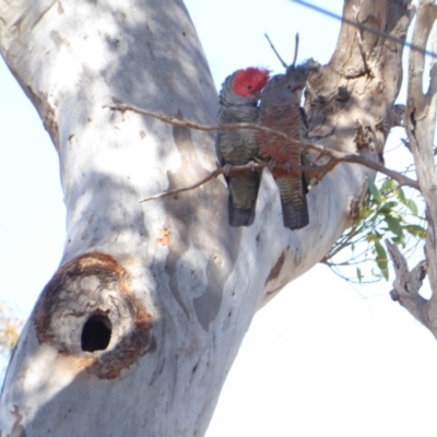 Callocephalon fimbriatum (Gang-gang Cockatoo) at Deakin, ACT - 14 Jan 2018 by JackyF