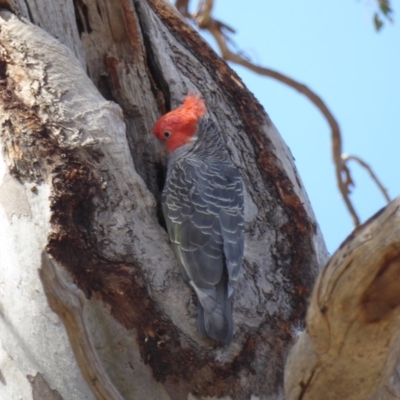 Callocephalon fimbriatum (Gang-gang Cockatoo) at GG156 - 4 Jan 2018 by JackyF