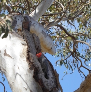 Callocephalon fimbriatum at Deakin, ACT - 5 Jan 2018