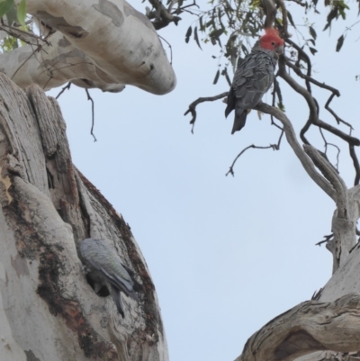 Callocephalon fimbriatum (Gang-gang Cockatoo) at Deakin, ACT - 22 Jan 2018 by JackyF