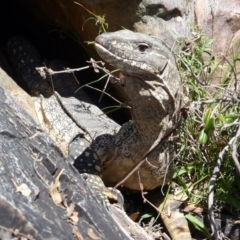 Varanus rosenbergi (Heath or Rosenberg's Monitor) at QPRC LGA - 9 Oct 2014 by MichaelMulvaney