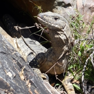 Varanus rosenbergi at Urila, NSW - 9 Oct 2014