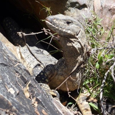 Varanus rosenbergi (Heath or Rosenberg's Monitor) at Googong Foreshore - 9 Oct 2014 by MichaelMulvaney