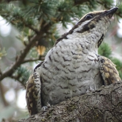 Eudynamys orientalis (Pacific Koel) at Griffith, ACT - 22 Jan 2018 by roymcd