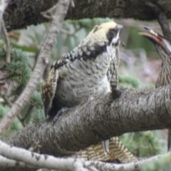 Eudynamys orientalis at Griffith, ACT - 22 Jan 2018 03:28 PM