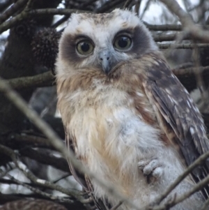 Ninox boobook at Red Hill, ACT - 23 Jan 2018