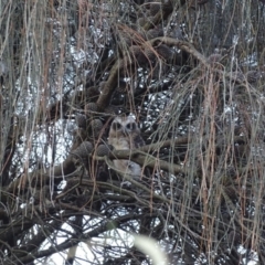 Ninox boobook at Red Hill, ACT - 23 Jan 2018