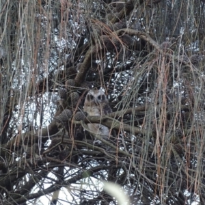 Ninox boobook at Red Hill, ACT - 23 Jan 2018