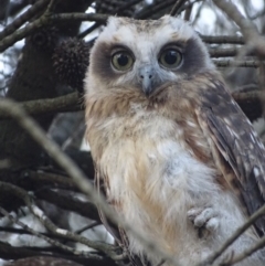 Ninox boobook at Red Hill, ACT - 23 Jan 2018 07:45 PM