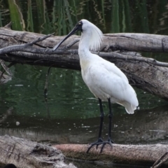 Platalea regia (Royal Spoonbill) at Jerrabomberra Wetlands - 22 Jan 2018 by roymcd