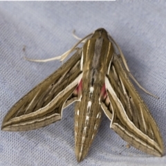 Hippotion celerio (Vine Hawk Moth) at Higgins, ACT - 23 Jan 2018 by AlisonMilton