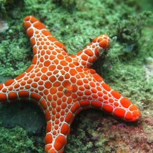 Pentagonaster dubeni at Merimbula, NSW - 10 Feb 2015