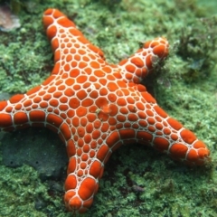 Pentagonaster dubeni at Merimbula, NSW - 10 Feb 2015