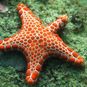 Pentagonaster dubeni at Merimbula, NSW - 10 Feb 2015