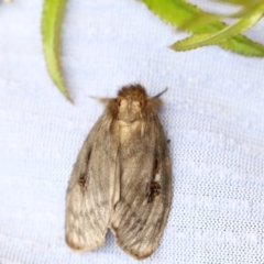 Leptocneria reducta (White cedar moth) at Higgins, ACT - 24 Jan 2018 by Alison Milton