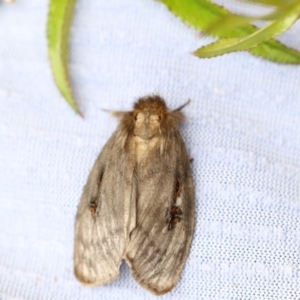 Leptocneria reducta at Higgins, ACT - 24 Jan 2018