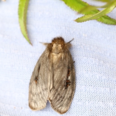 Leptocneria reducta (White cedar moth) at Higgins, ACT - 24 Jan 2018 by Alison Milton