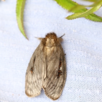 Leptocneria reducta (White Cedar Moth) at Higgins, ACT - 24 Jan 2018 by AlisonMilton