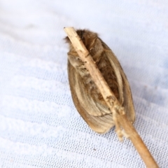 Leptocneria reducta at Higgins, ACT - 24 Jan 2018