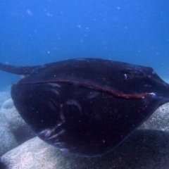 Bathytoshia brevicaudata (Smooth Stingray) at Merimbula, NSW - 10 Mar 2015 by rickcarey