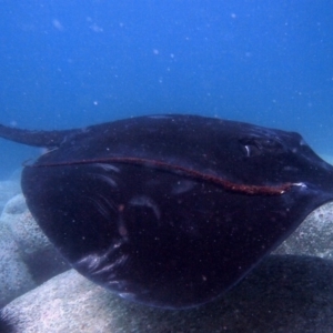 Bathytoshia brevicaudata at Merimbula, NSW - 10 Mar 2015