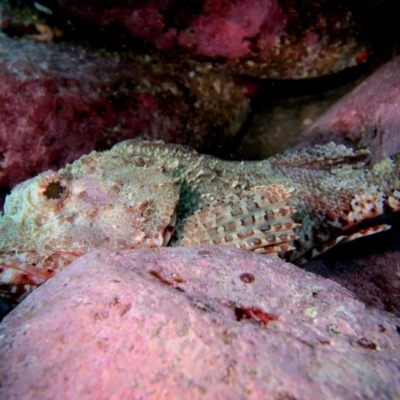 Scorpaena cardinalis at Merimbula, NSW - 10 Mar 2015 by rickcarey