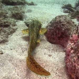 Cnidoglanis macrocephalus at Merimbula, NSW - 10 Mar 2015