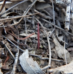 Corunastylis clivicola (Rufous midge orchid) at Cook, ACT - 23 Jan 2018 by CathB