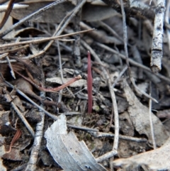 Corunastylis clivicola (Rufous midge orchid) at Mount Painter - 22 Jan 2018 by CathB