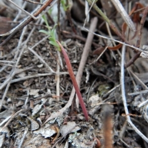 Corunastylis clivicola at Cook, ACT - suppressed