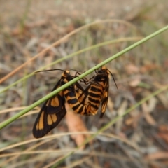 Amata (genus) (Handmaiden Moth) at Aranda Bushland - 22 Jan 2018 by CathB