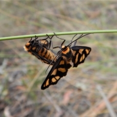 Amata (genus) at Aranda, ACT - 23 Jan 2018 08:09 AM