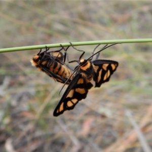 Amata (genus) at Aranda, ACT - 23 Jan 2018