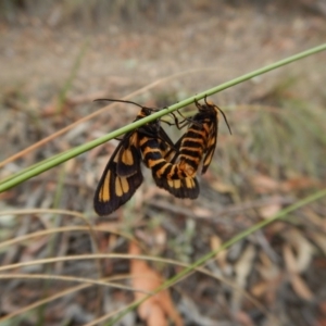 Amata (genus) at Aranda, ACT - 23 Jan 2018