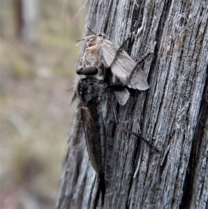 Cerdistus sp. (genus) at Undefined Area - 23 Jan 2018 07:33 AM