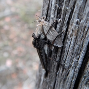 Cerdistus sp. (genus) at Undefined Area - 23 Jan 2018 07:33 AM