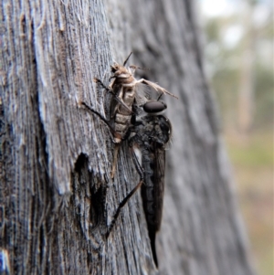 Cerdistus sp. (genus) at Point 49 - 23 Jan 2018