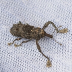 Orthorhinus cylindrirostris (Elephant Weevil) at Higgins, ACT - 23 Jan 2018 by Alison Milton