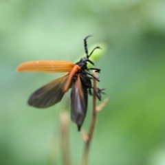 Porrostoma rhipidium (Long-nosed Lycid (Net-winged) beetle) at Higgins, ACT - 22 Jan 2018 by Alison Milton