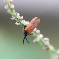 Porrostoma rhipidium at Higgins, ACT - 23 Jan 2018 10:22 AM