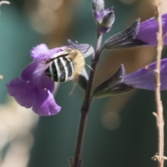 Amegilla (Zonamegilla) asserta (Blue Banded Bee) at Higgins, ACT - 20 Jan 2018 by AlisonMilton