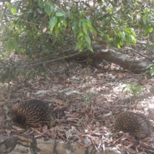 Tachyglossus aculeatus at Acton, ACT - 12 Jan 2018 11:19 AM