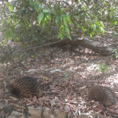 Tachyglossus aculeatus (Short-beaked Echidna) at ANBG - 12 Jan 2018 by AlisonMilton