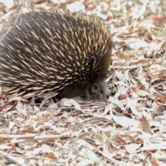 Tachyglossus aculeatus at Acton, ACT - 12 Jan 2018 11:19 AM